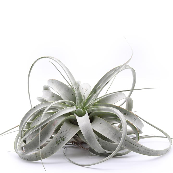 how to trim air plants
