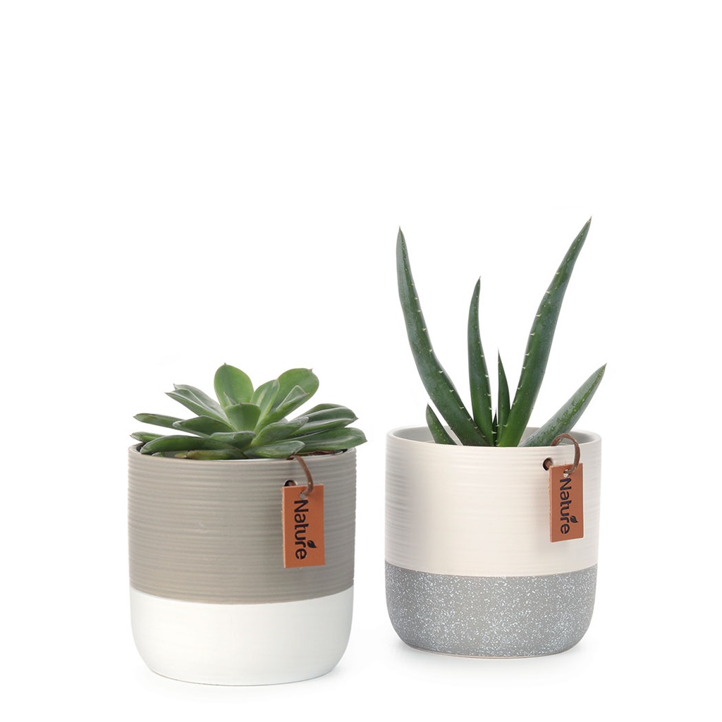 Succulent Duo Set | with White & Grey Ceramic Pot (11cm)