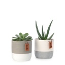 Succulent Duo Set | with White & Grey Ceramic Pot (11cm)