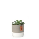Succulent Duo Set | with White &amp; Grey Ceramic Pot (11cm)