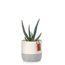 Succulent Duo Set | with White &amp; Grey Ceramic Pot (11cm)