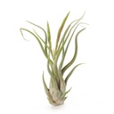 Air Plant - Flowering Caput Medusae - x-large