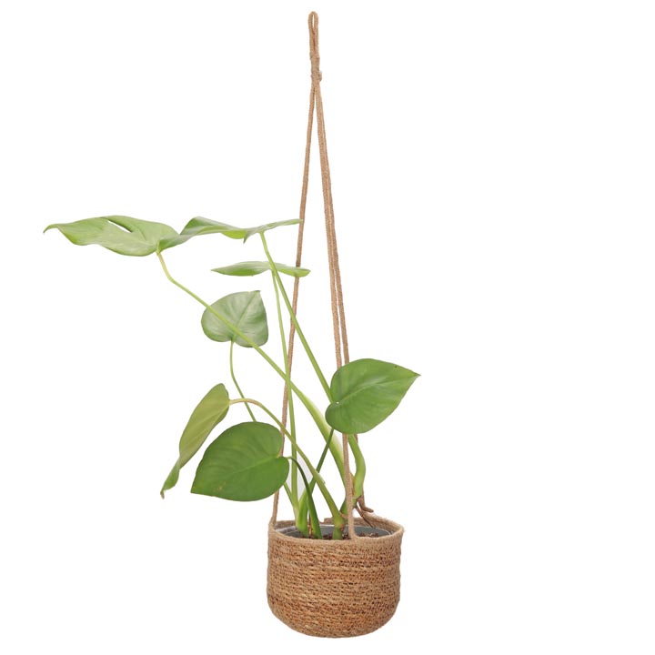 Hanging Woven Plant Basket 15/18/20cm | Natural White