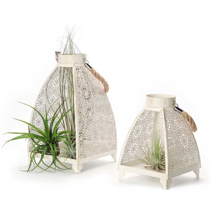 Air Plants in Lanterns - set