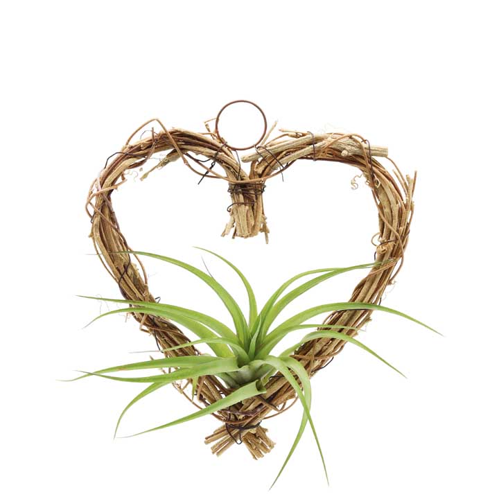 Wicker Heart | with Air Plant