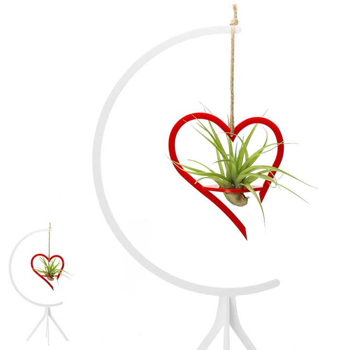 Hanging Heart on Moon Stand (large) | with Air Plant