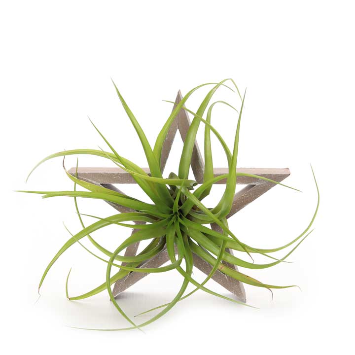 Star Holder | with Air Plant