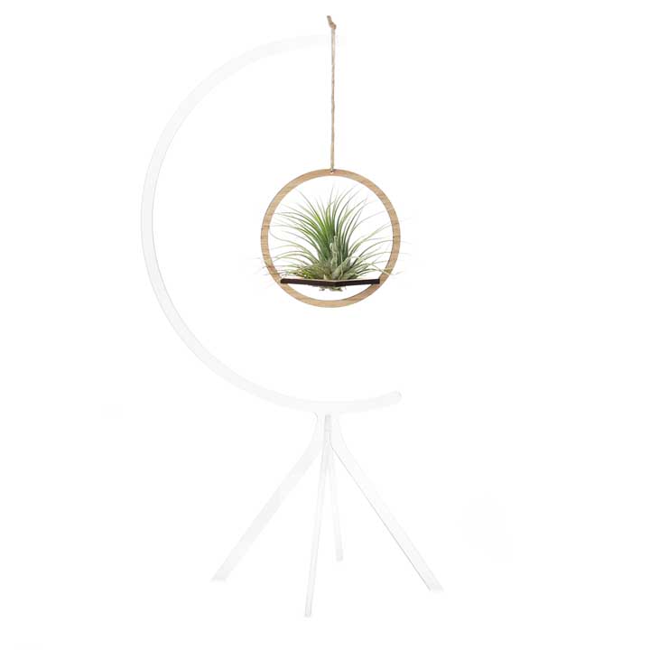 Hanging Circle on Invisible Moon Stand (medium) | with Air Plant