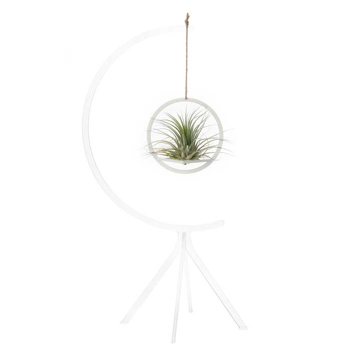 Hanging Circle on Invisible Moon Stand (medium) | with Air Plant