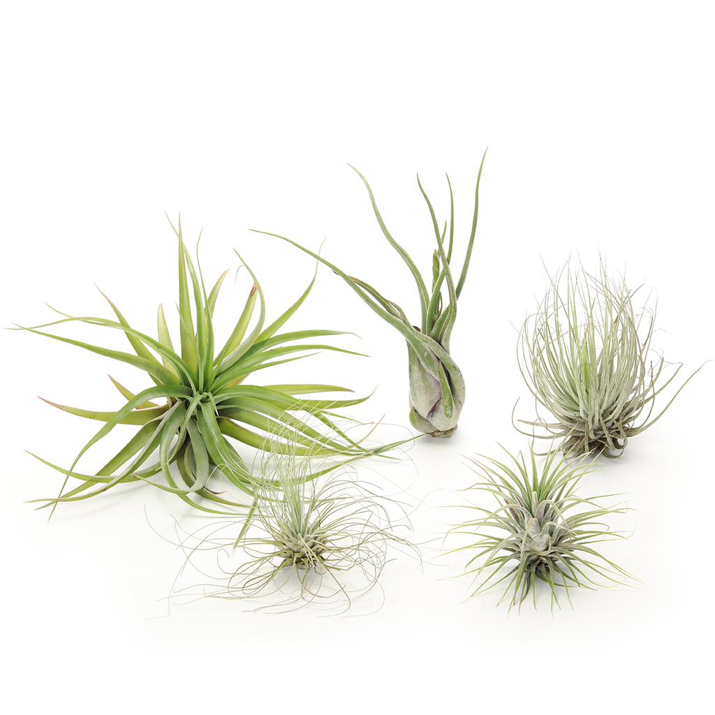 Air plant combo #2 - the safe one