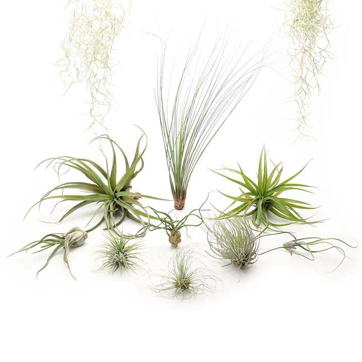 Air plant combo #3 - the dare