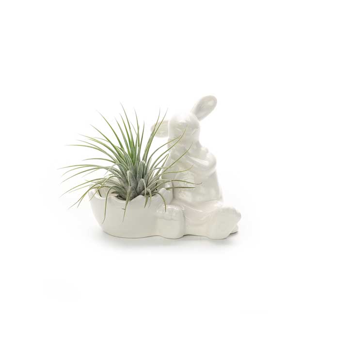 Ceramic Bunny Holder | with Air Plant