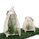 Air Plants in Lanterns with Leave Runner