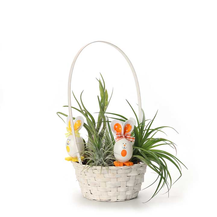 Basket with Trio Bunnies | with Air Plants