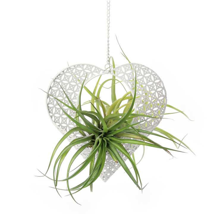 Hanging Metal Lace Heart Holder | with Air Plants