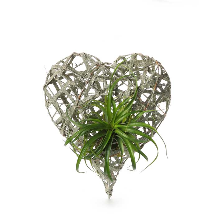 Glitter Rattan Heart | with Air Plant