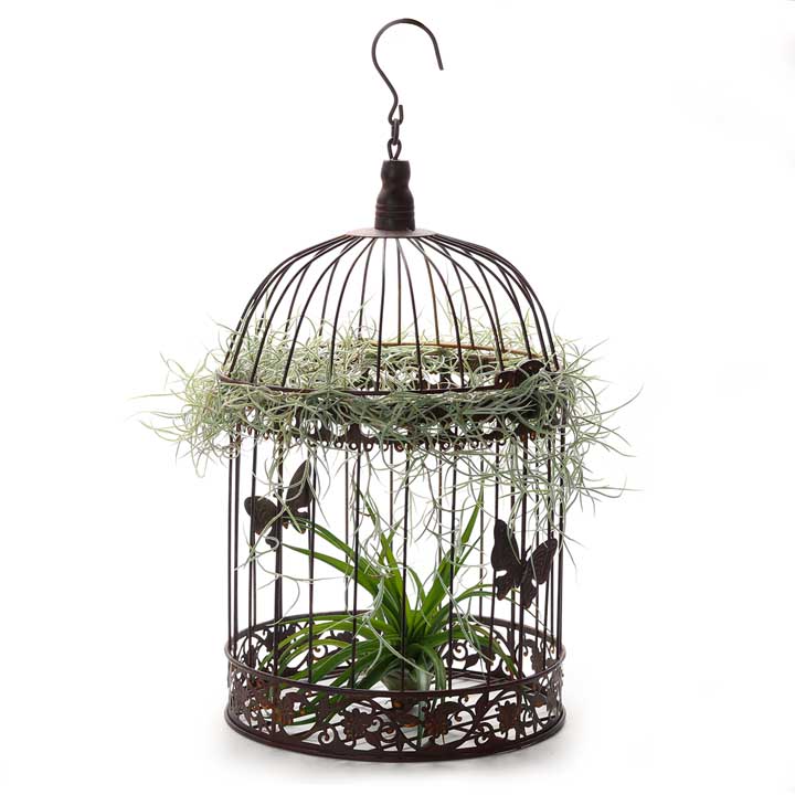 Decorative Metal Bird Cage (26cm) | with Air Plants