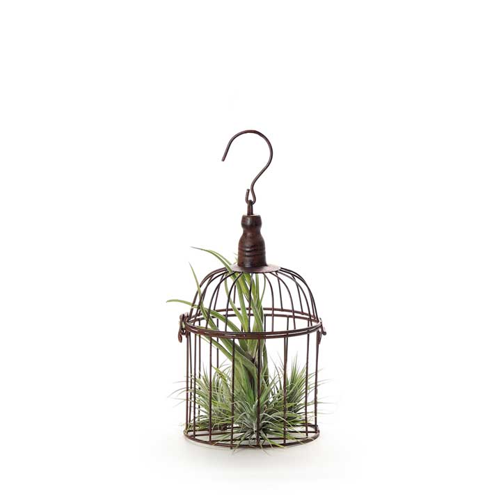 Decorative Metal Bird Cage (13cm) | with Air Plants