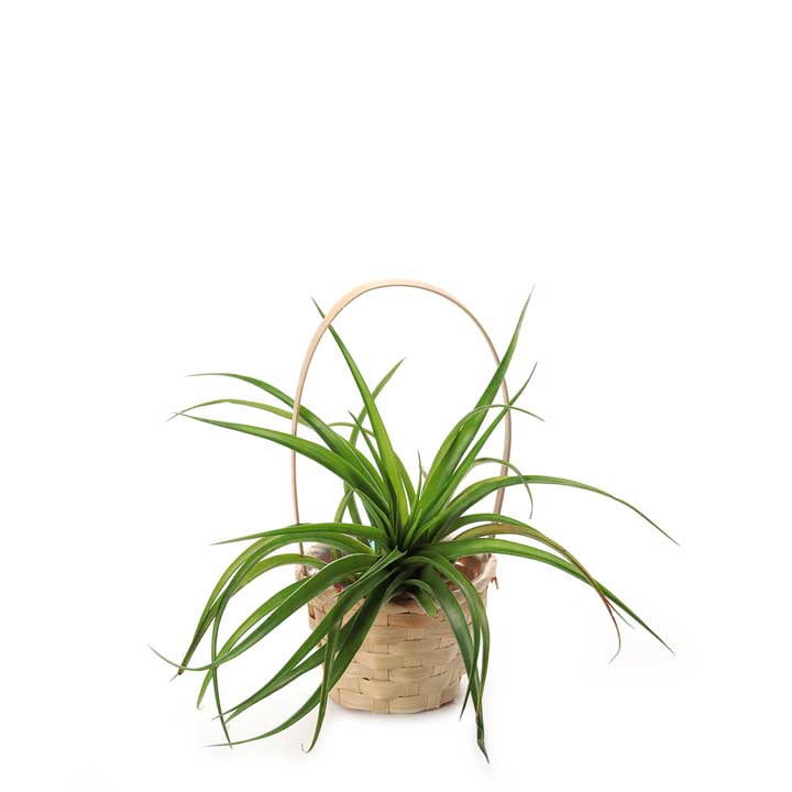 Round light brown basket with Air Plant