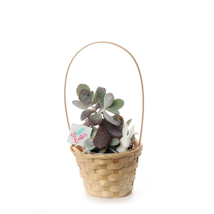 Easter Plant Basket | with succulent