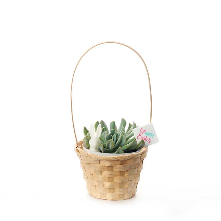 Easter succulent basket - Topsy Turvy