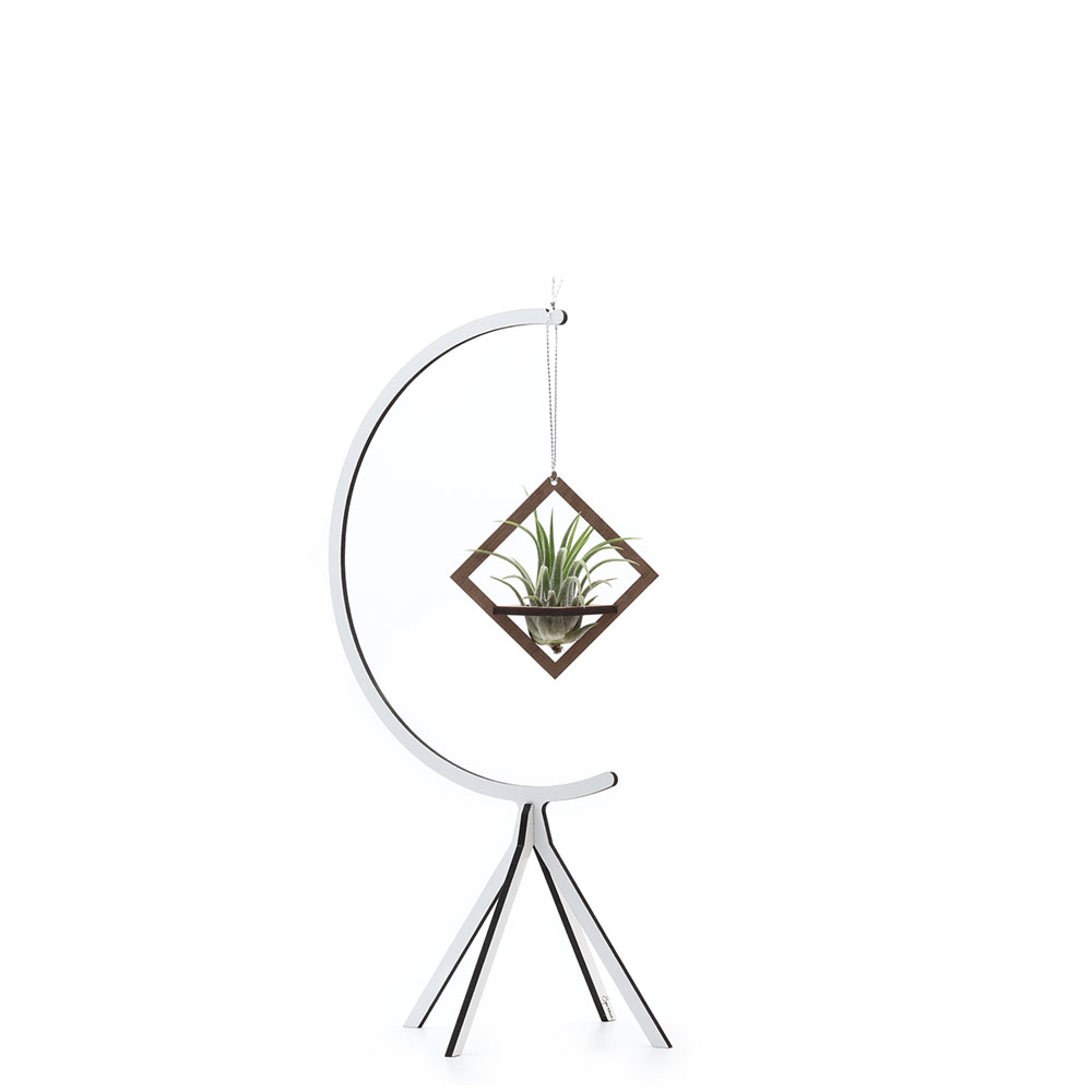 Hanging Air Plant Combo #2 - small