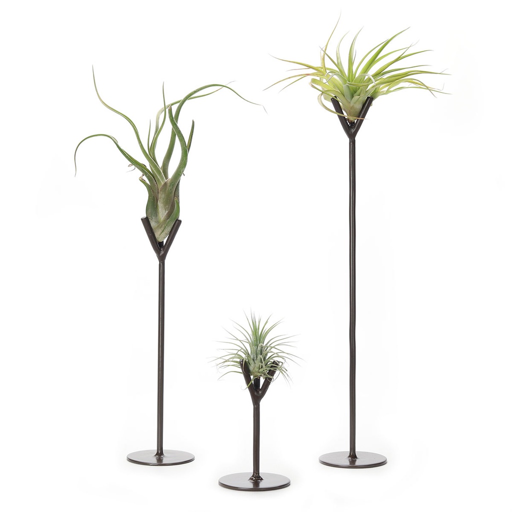 Metal Fork Stand Set | with Air Plants