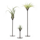 Metal Fork Stand Set | with Air Plants