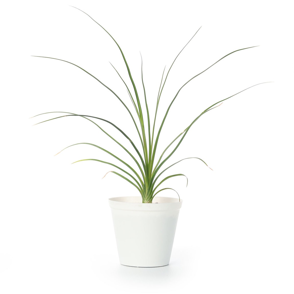 Beaucarnea Recurvata Plant (Ponytail Palm)