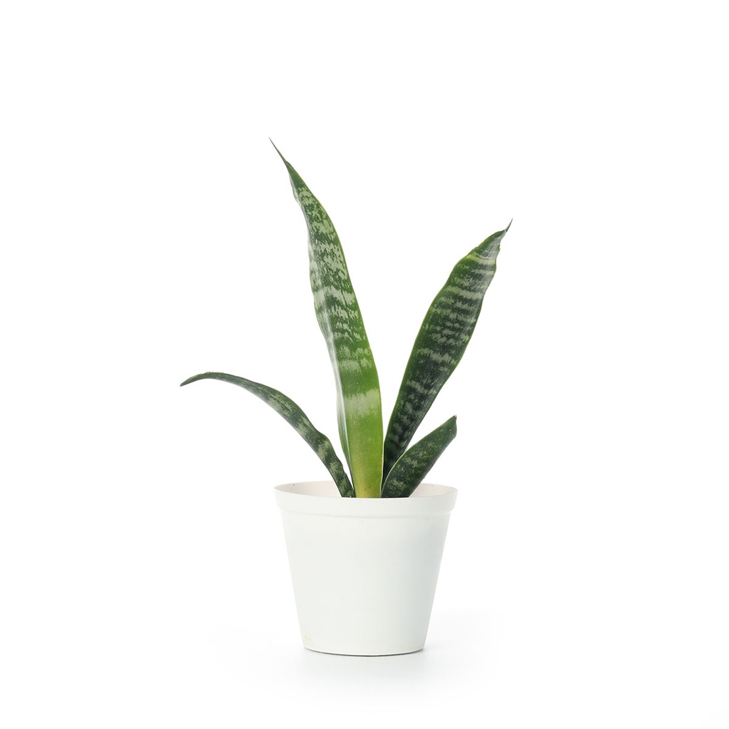 Sansevieria Trifasciata Plant (Mother-In-Law’s Tongue)
