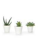 Trio of Succulents