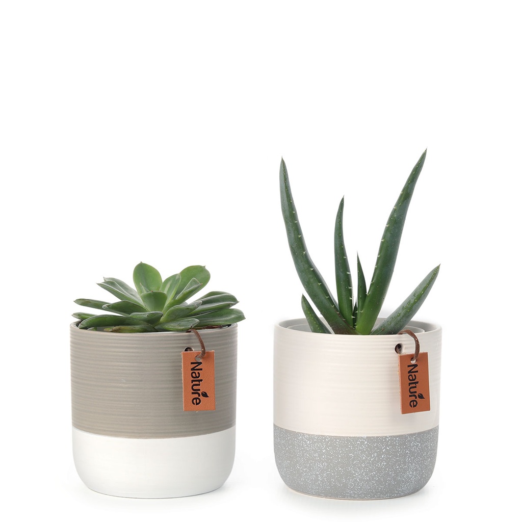 White &amp; Grey Ceramic Pot (11cm) | with succulents