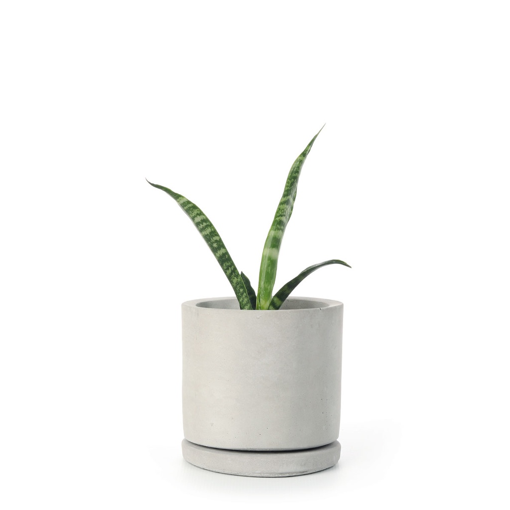Round Concrete Pot (10.5cm) | with plant