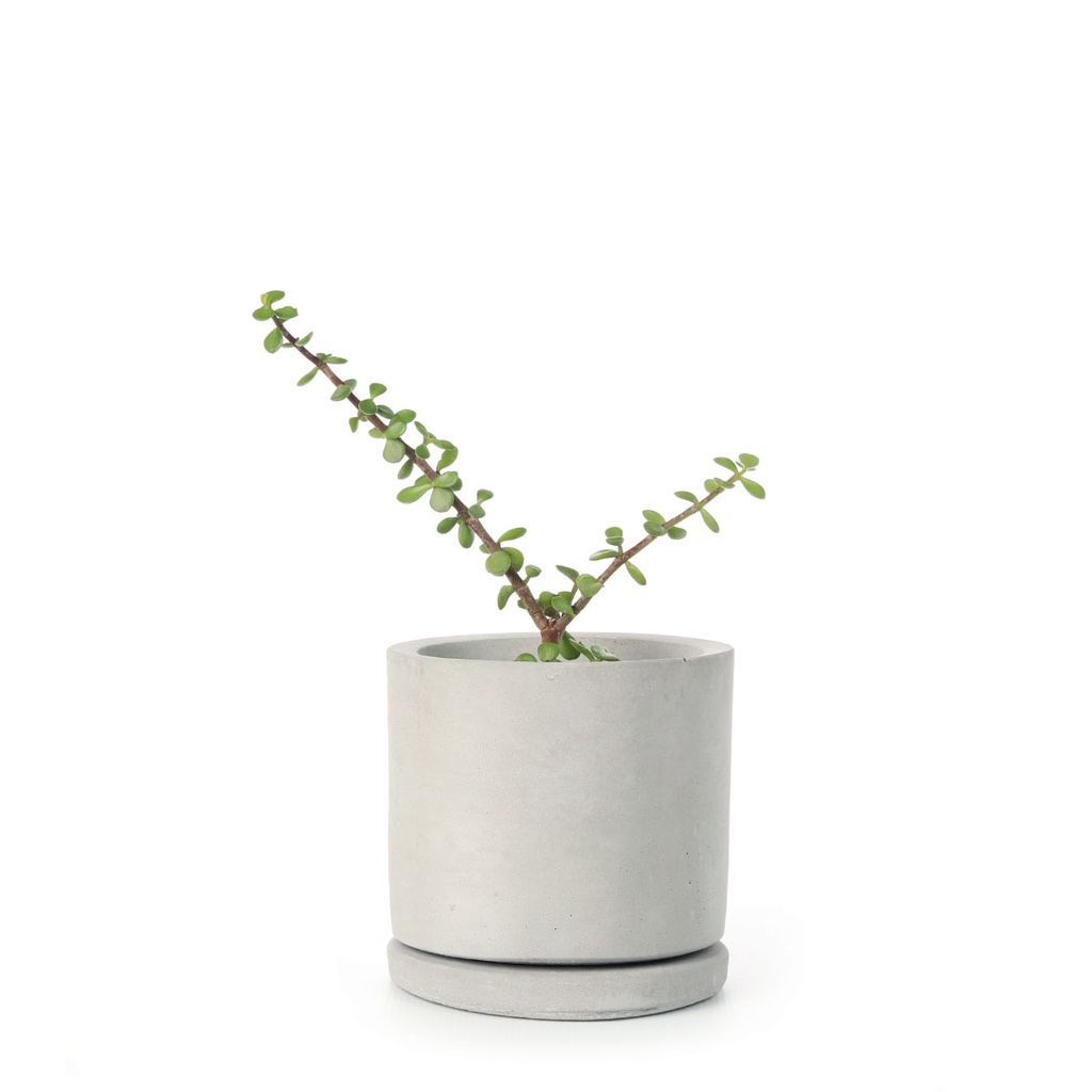 Round Concrete Pot (10.5cm) | with plant