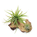 Air plant combo #5 - the decorative
