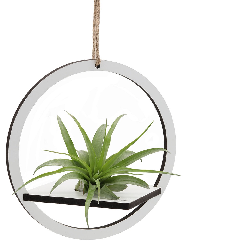 Circle Holder (large) | with Air Plant