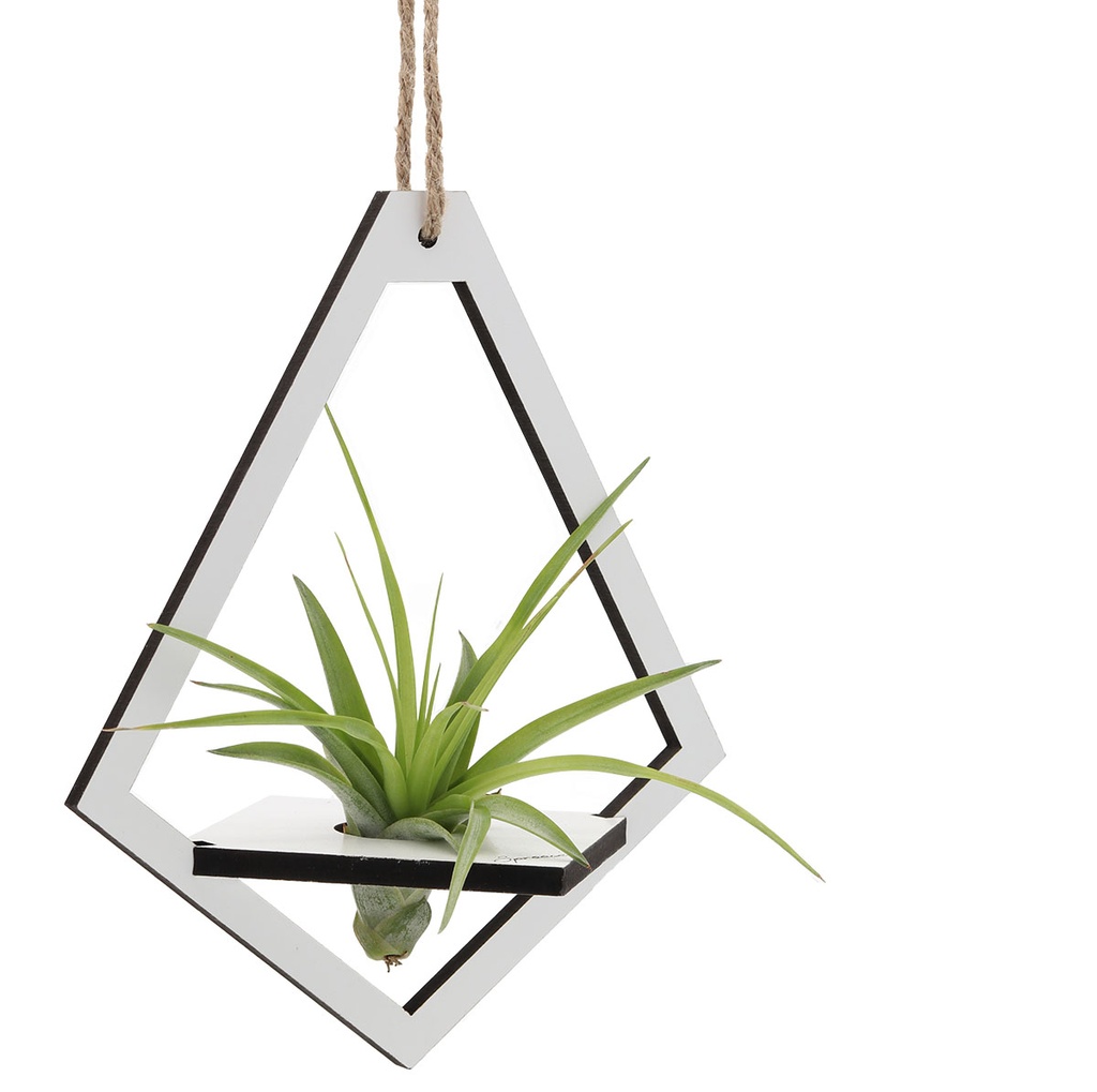 Teardrop Holder (large) | with Air Plant