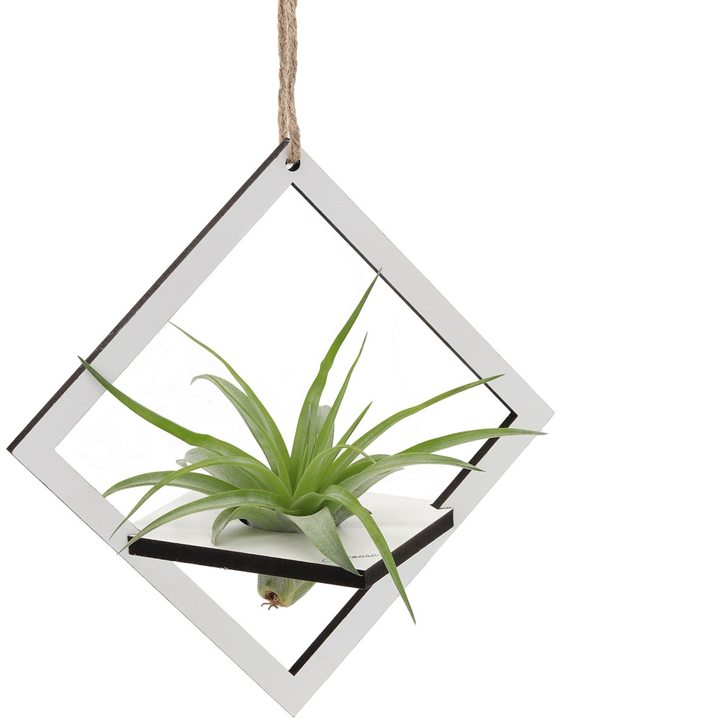 Square Holder (large) | with Air Plant