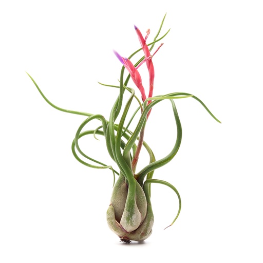 [air-plant-flow-xlrg-med] Tillandsia Air Plant - Flowering Caput Medusae