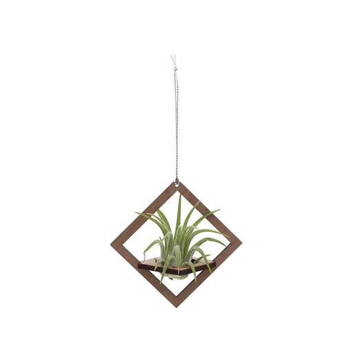 Square Holder (small) | with Air Plant