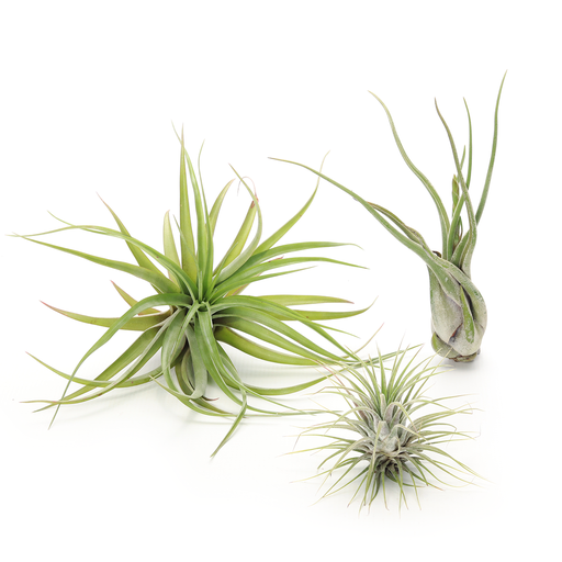 [air-com-rub-mul-med] Air plant combo #1 - the starter