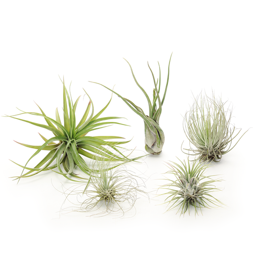 [air-com-rub-mul-med-fuc-mag] Air plant combo #2 - the safe one