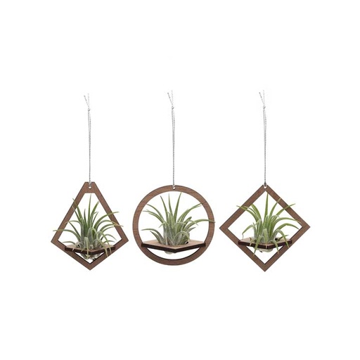 Geometric Holder Set (small) | with Air Plants