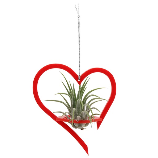 Heart Holder (small) | with Air Plant