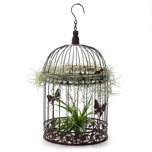 [air-com-lrg-bir-cag-mul-spa] Decorative Metal Bird Cage (26cm) | with Air Plants