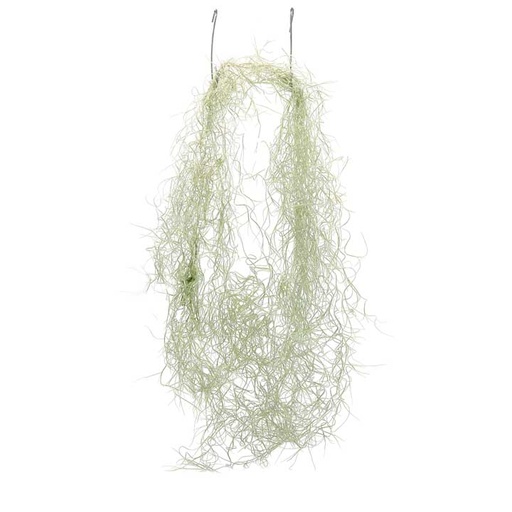 [air-plant-bunch-moss] Air Plant - Spanish Moss (Tillandsia Usneoides)