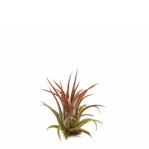 [air-plant-flow-lrg-rub] Tillandsia Air Plant - Flowering Ionantha (medium)