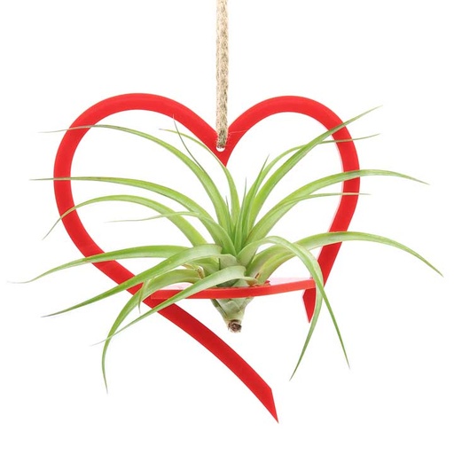 Heart Holder (large) | with Air Plant